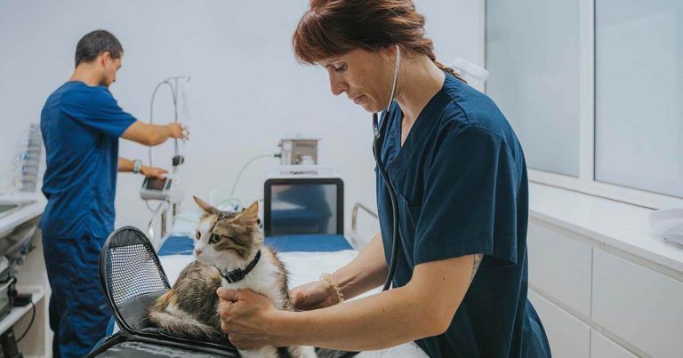 Veterinarian gently examining a cat on a table in a bright, clinical veterinary room.