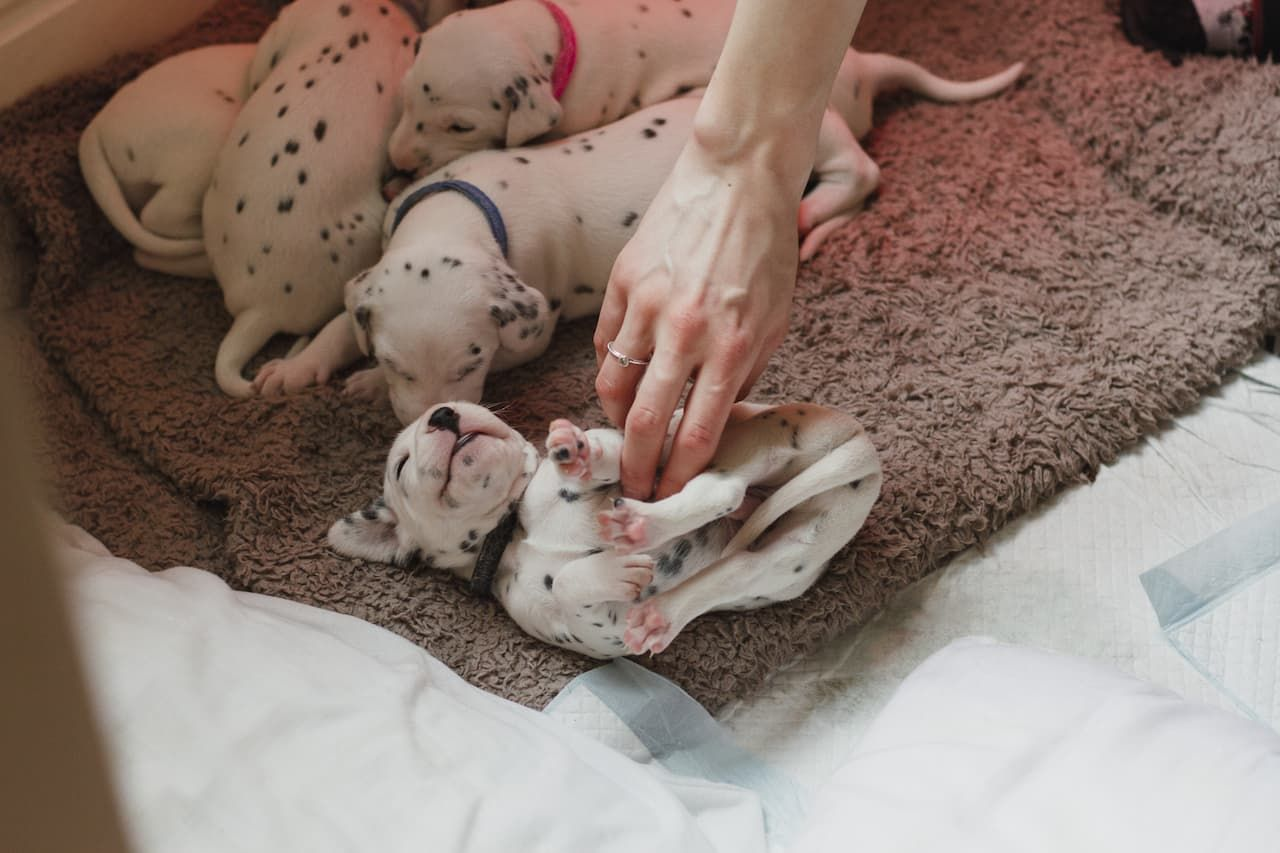 Changes to dog breeding regulations