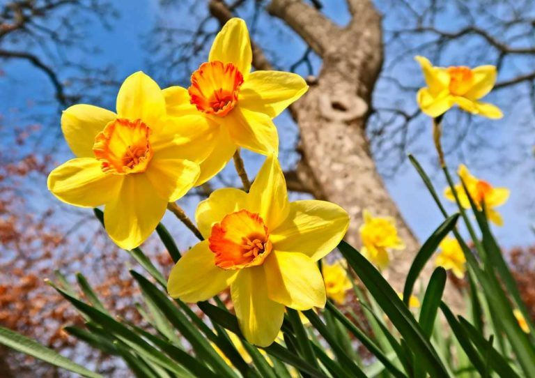 Spring daffodils