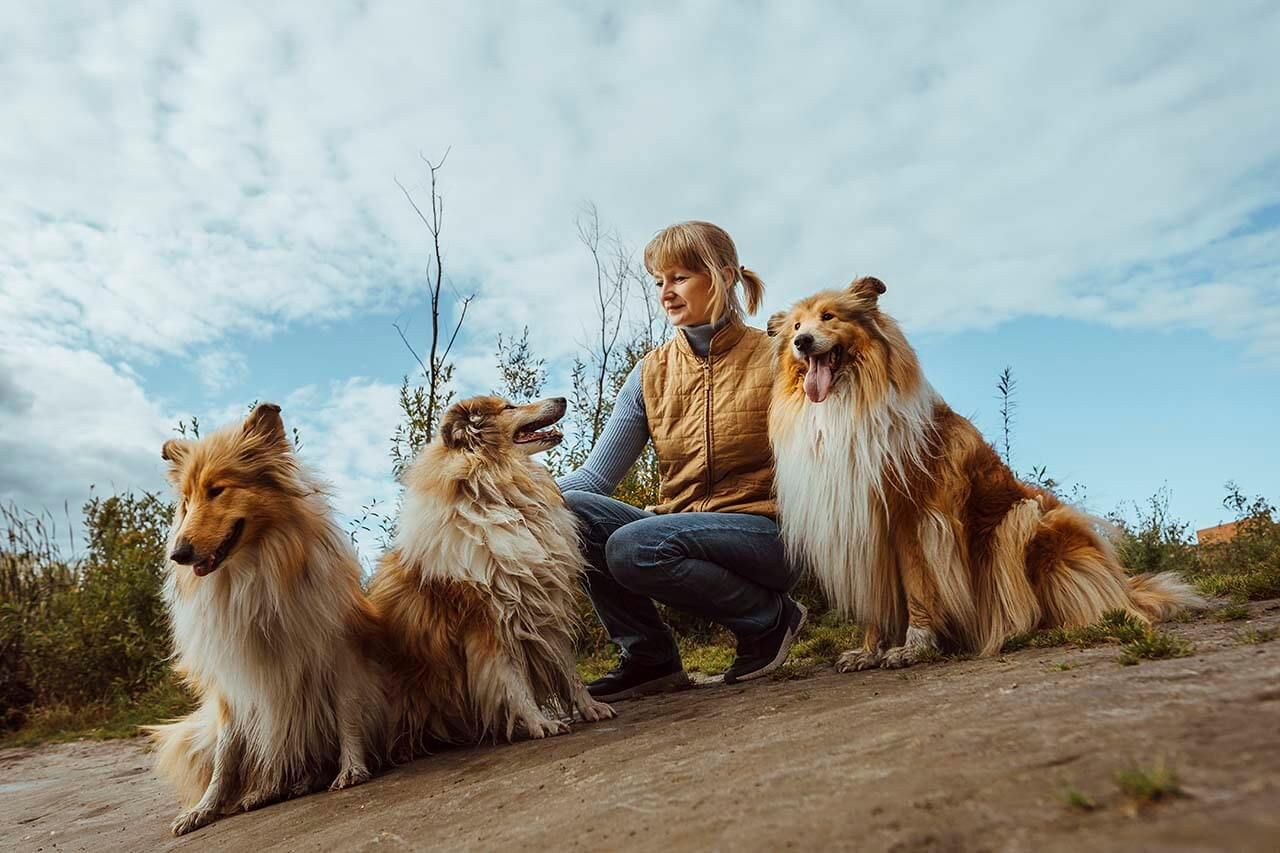 Veterinary practice insurance